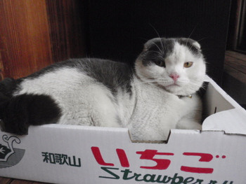  和歌山の猫カフェが必要とされる理由