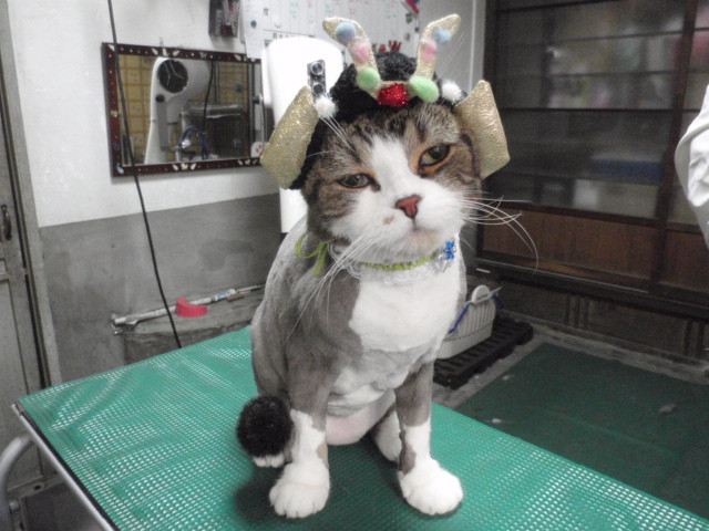 和歌山市猫カフェみーこの猫美容　猫トリミング猫ライオンカットのナッシュ君