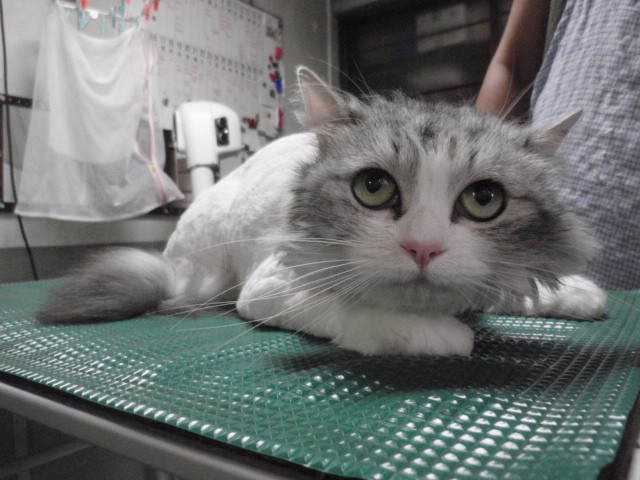 和歌山市猫美容室みーこ　くうちゃん猫ライオンカット