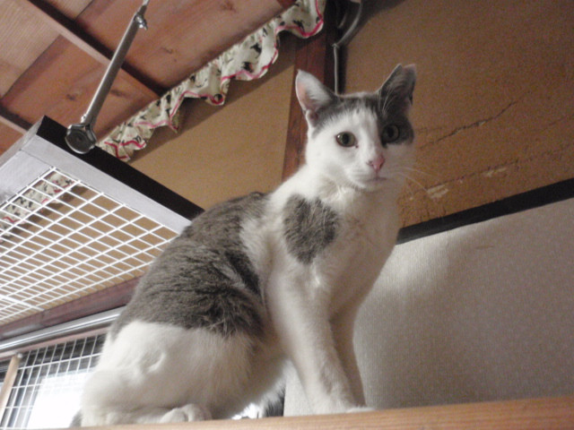 和歌山市で猫里親募集をしています