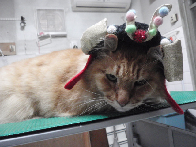 和歌山市猫美容室みーこで猫の爪切りとブラシに来てくれた猫ちゃん紹介