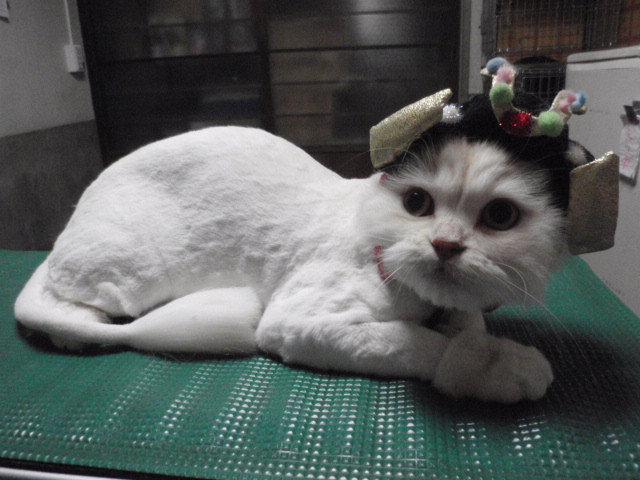 和歌山市猫カフェみーこの猫美容　しい君　まる君