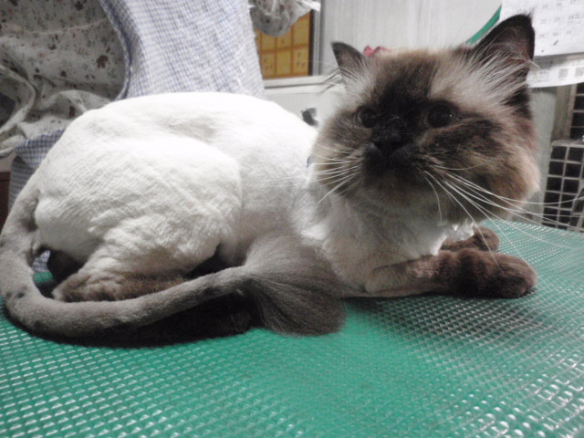 和歌山市猫カフェみーこの猫美容室　猫たちみんなライオンカットで涼しくなりました