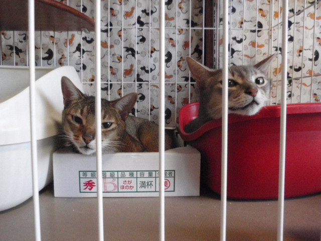 和歌山市猫カフェみーこの猫ホテルに里帰りの海ちゃん＆茶～アビシニアンあび家族