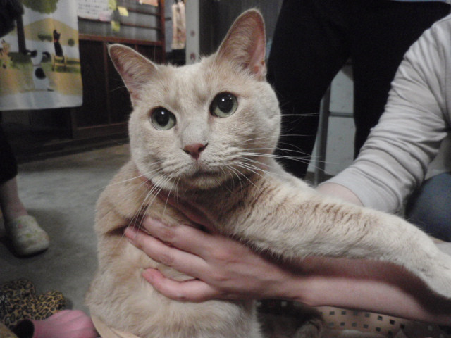 和歌山市猫カフェみーこの猫里親募集クリーム猫は飼い主宅に