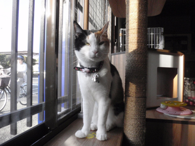 和歌山市猫カフェみーこの猫ホテル　三毛猫杏ちゃん