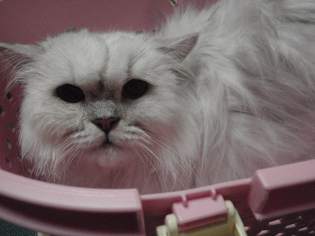 和歌山市猫美容室みーこで猫トリミングしたライム君