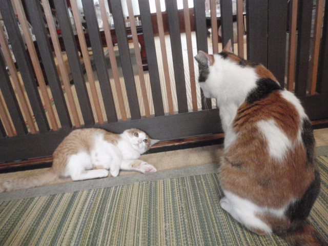 和歌山市猫カフェみーこ　里親体験予約　こむぎちゃんと白茶猫