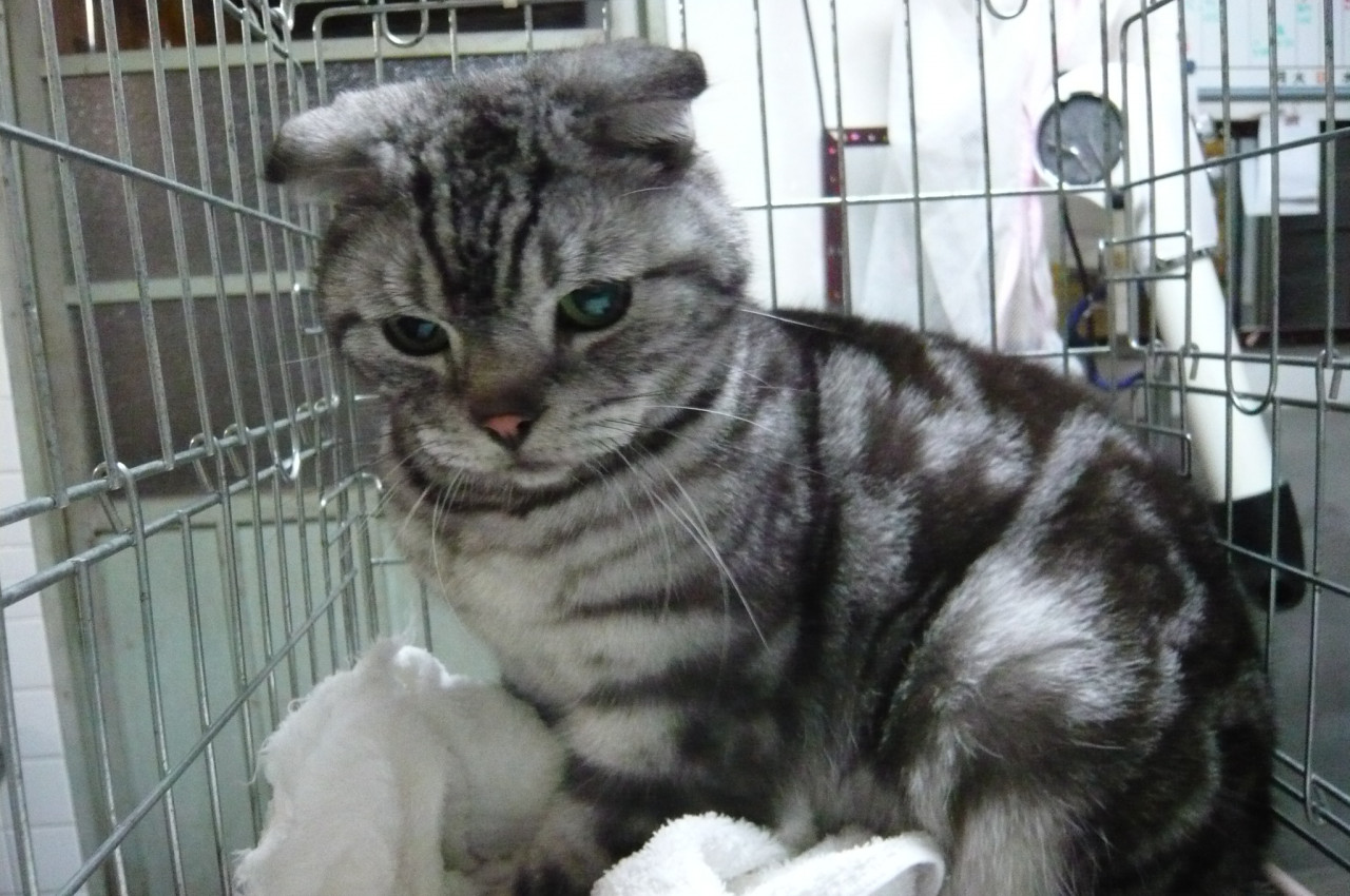 和歌山市猫美容室猫ホテル猫カフェみーこ　ミル君　レオン君