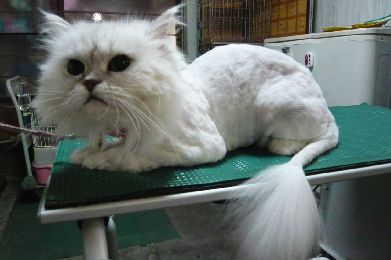 初めての猫美容　パルルちゃん猫ライオンカット　猫爪切りミーちゃん家族