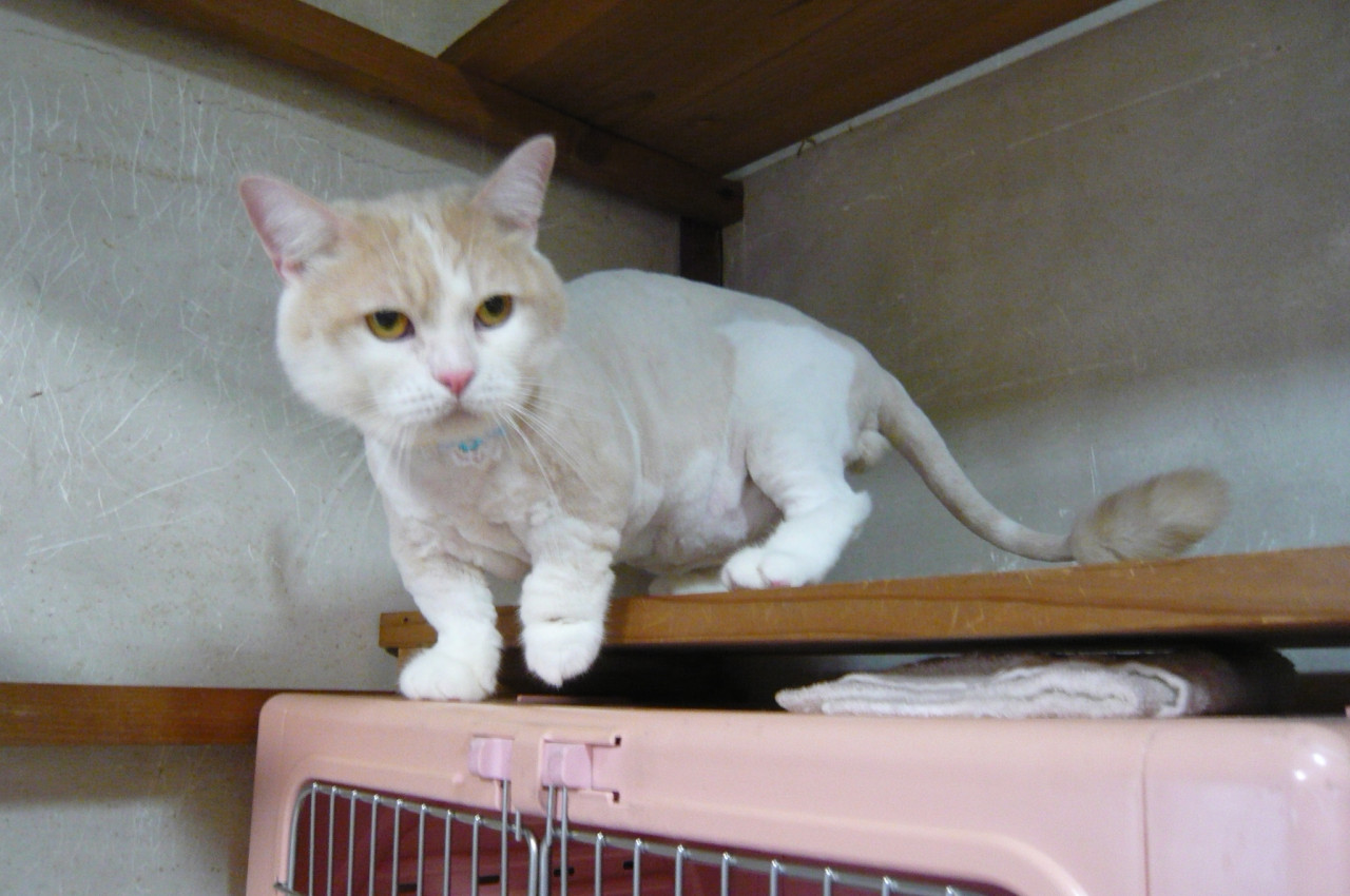 和歌山市猫美容猫カフェみーこマンチカンミン君猫ホテルになりました
