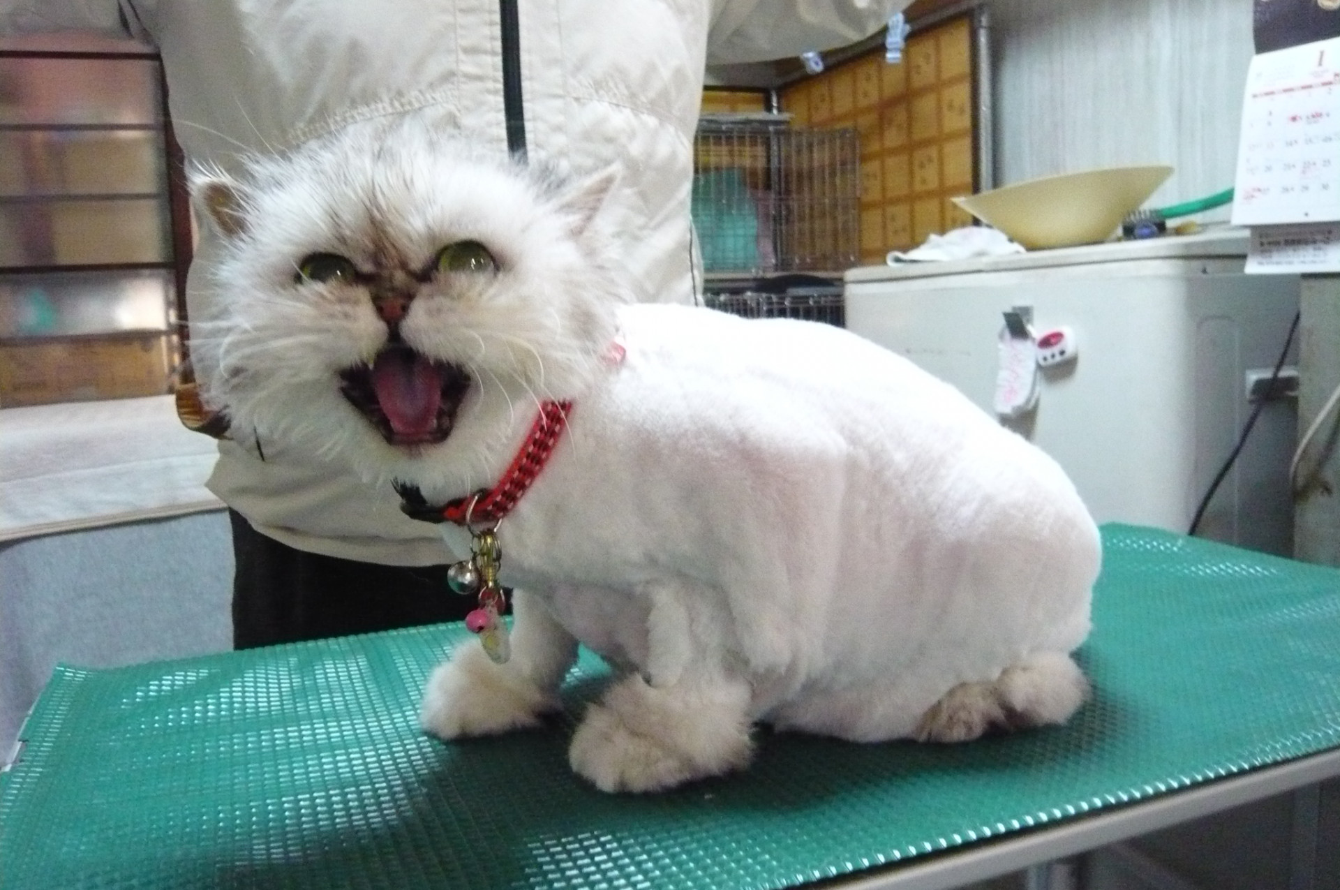 猫美容猫ライオンカットと爪切り猫友
