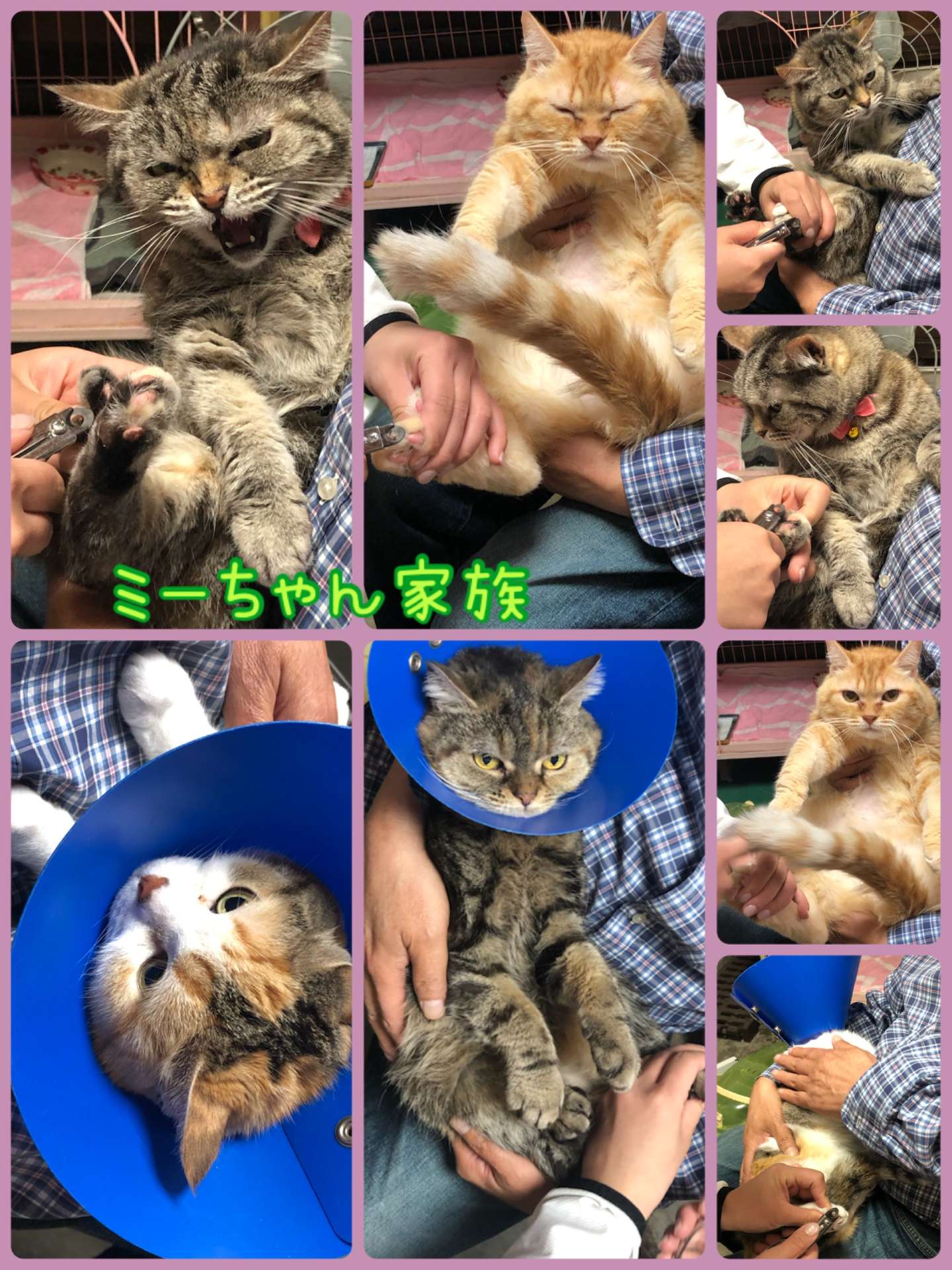 猫ミニ美容・ミーちゃん家族