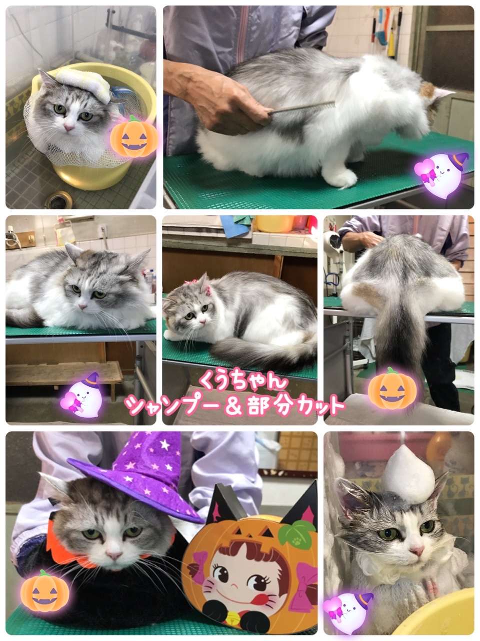 #猫美容　#猫シャンプー　#くうちゃん