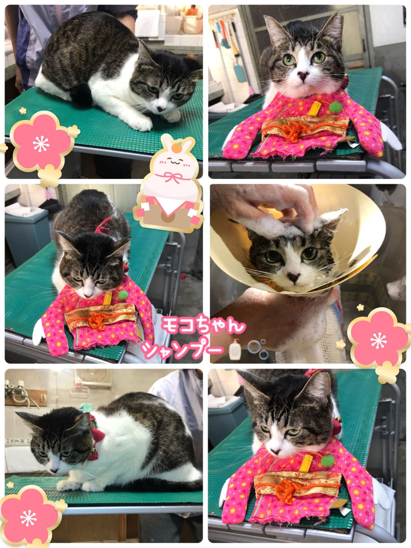 #猫美容　#猫シャンプー　#ひなたちゃん　#モコちゃん　