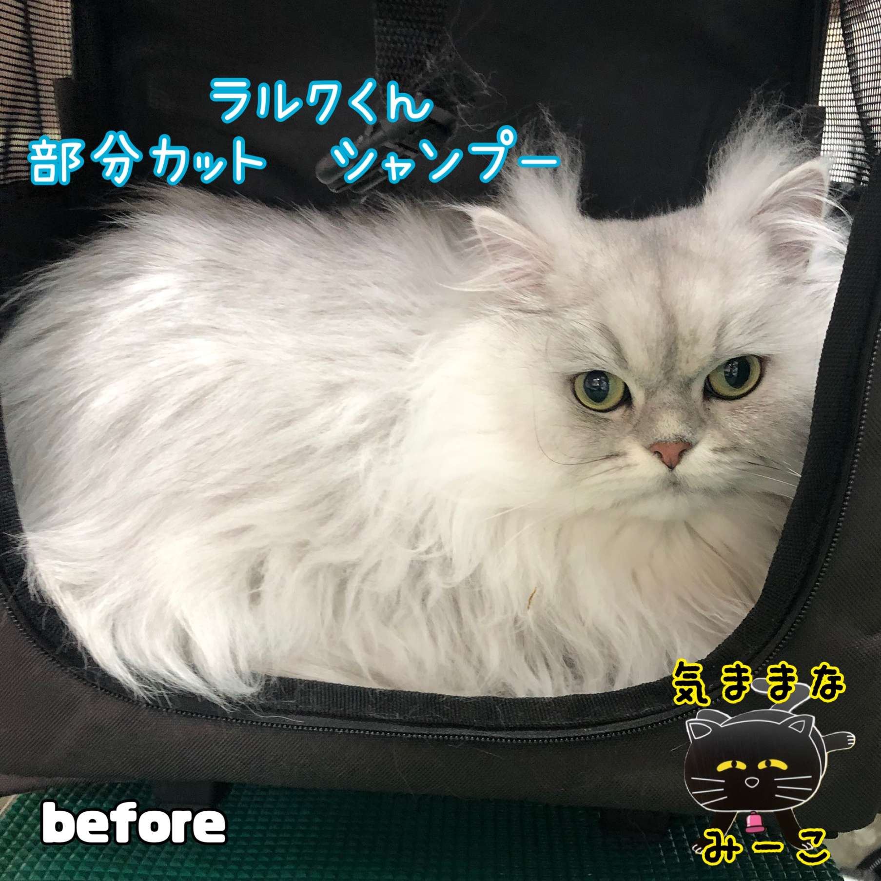 #ラルクくん　#猫シャンプー　#部分カット　#猫美容