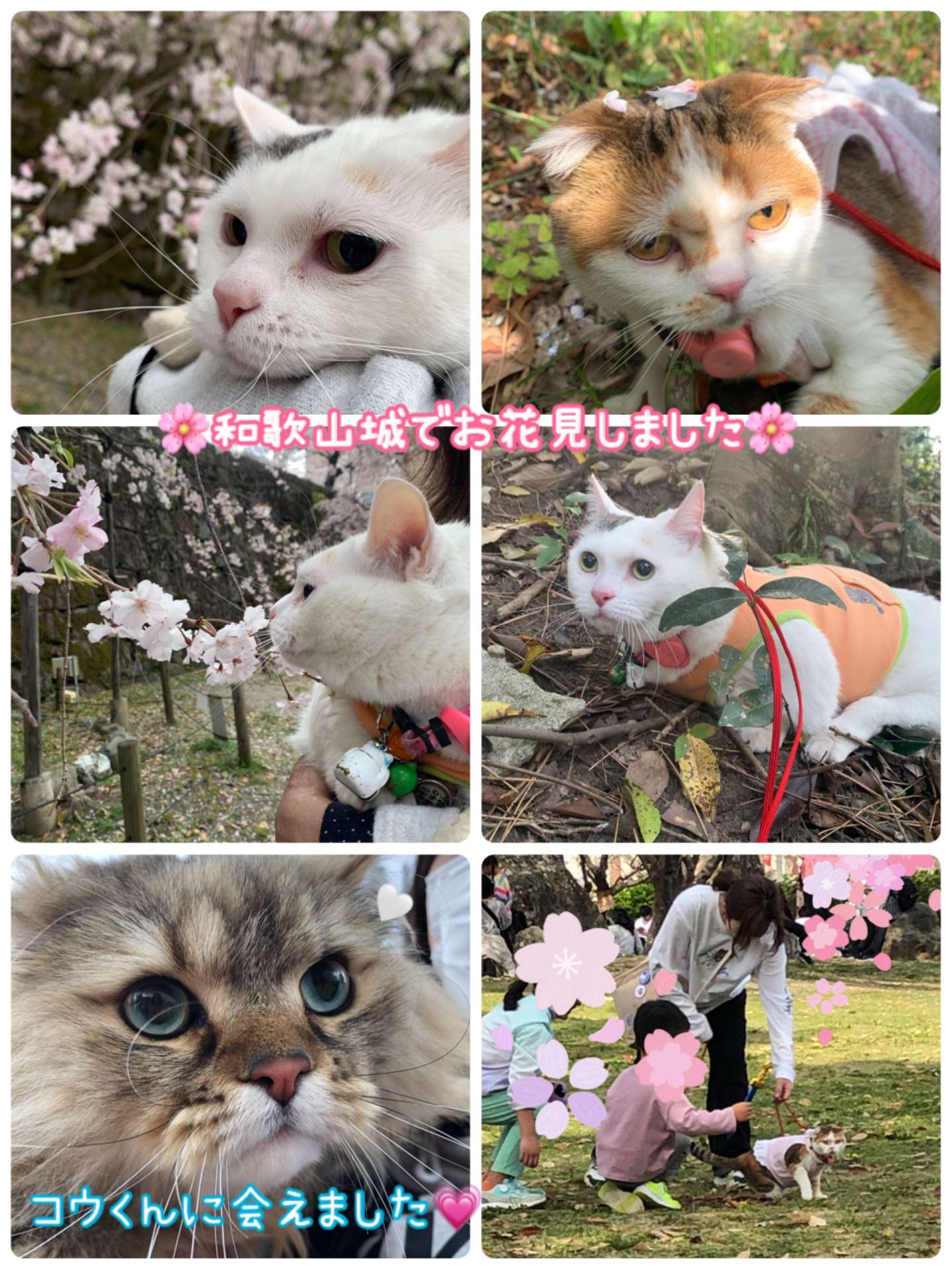 #猫　#お花見　#和歌山城　#みんちゃん　ちこちゃん