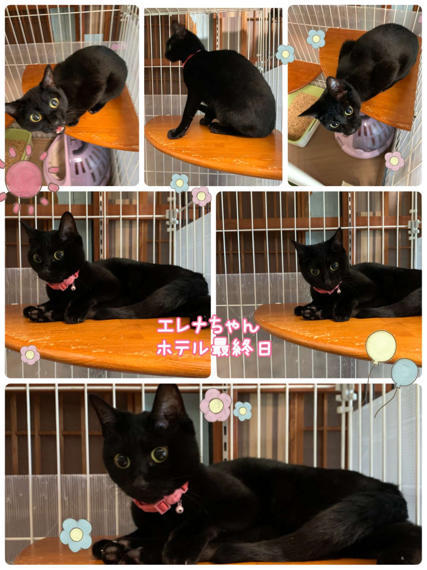 #猫　#猫ホテル　#エレナちゃん　#黒猫
