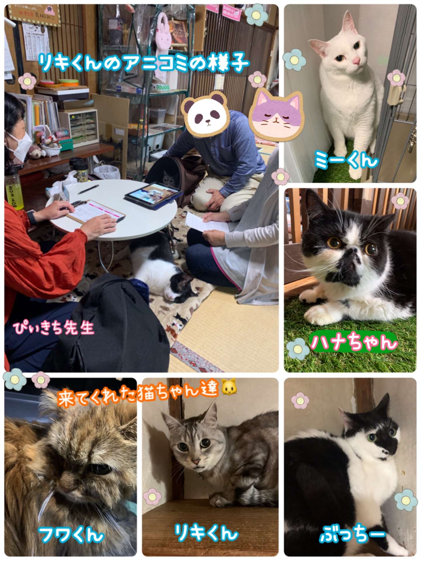 #アニマルコミニケーション　#ぴぃきち先生　#イベント　#猫カフェ　#保護猫カフェ