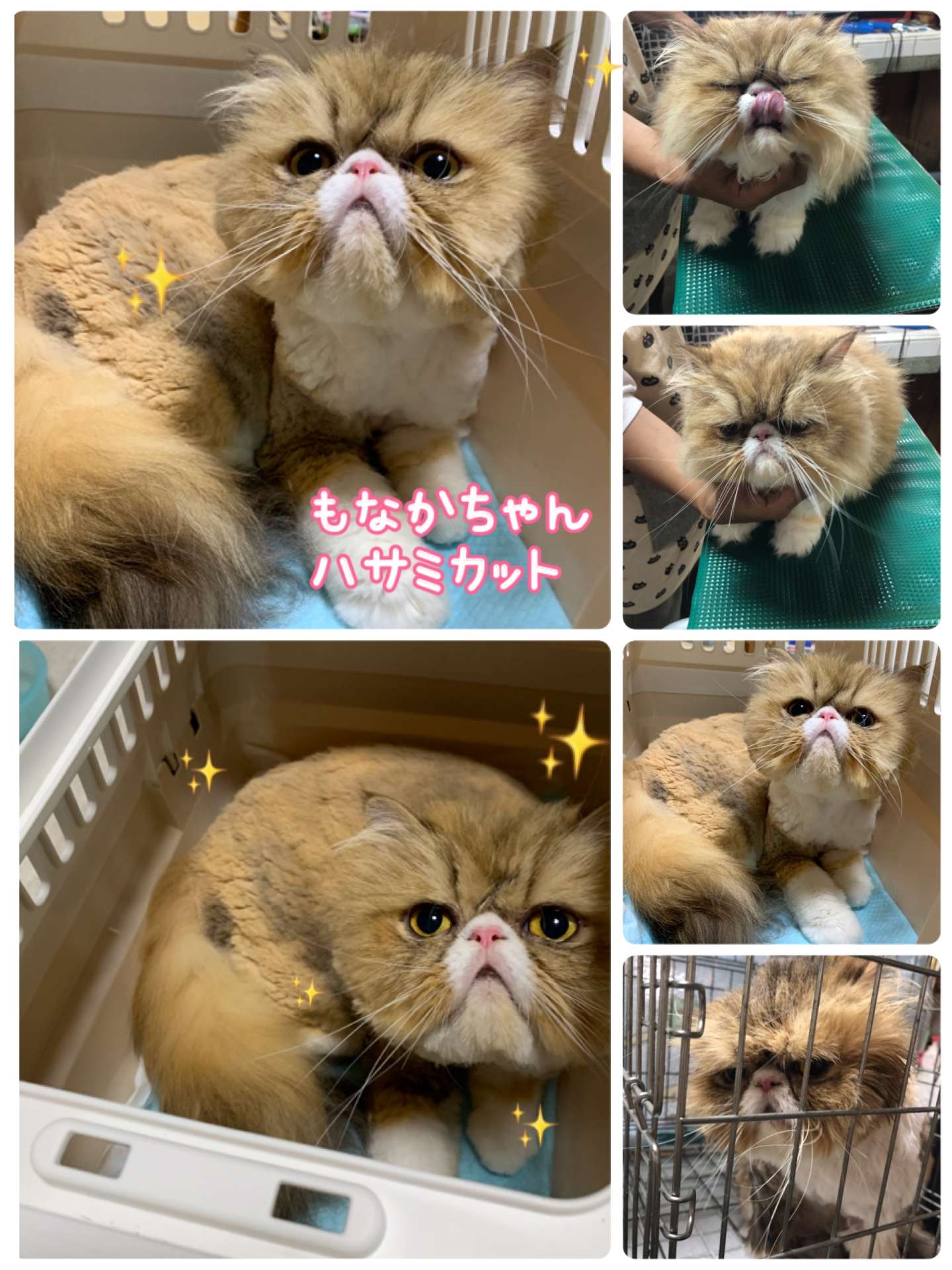 #猫　#ハサミカット　#猫美容　#きなこ　#もなか