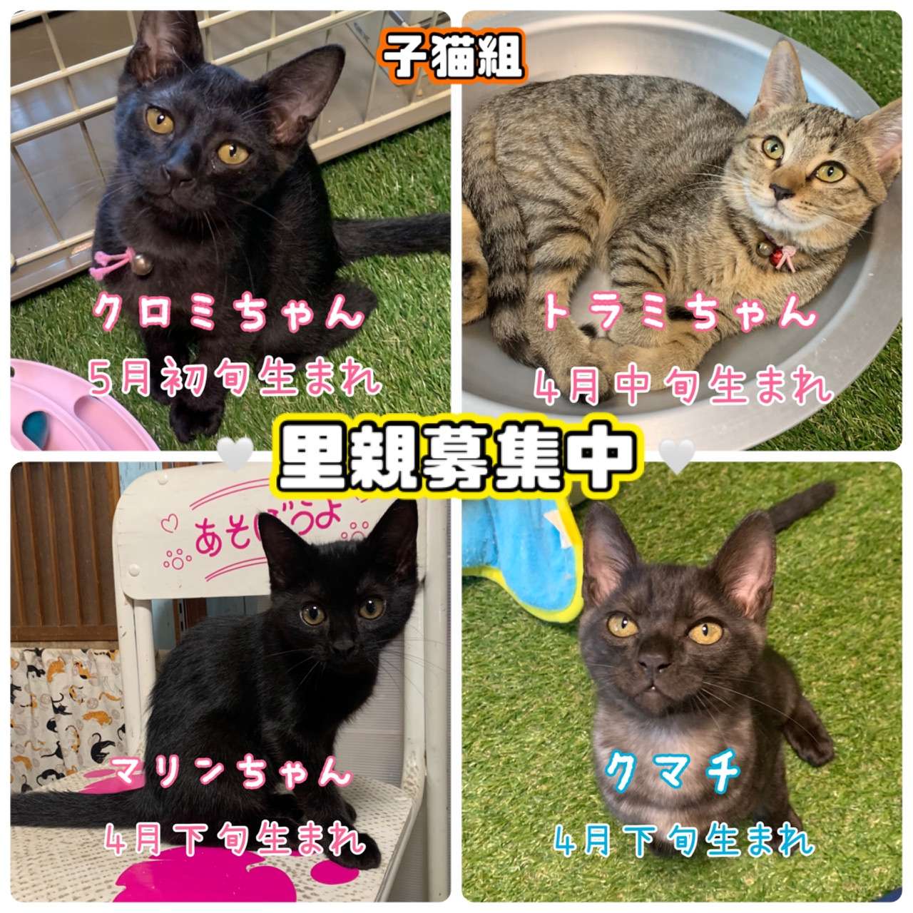 #猫　#里親募集　#キジトラ　#黒猫　#サビ猫　#グレトラ