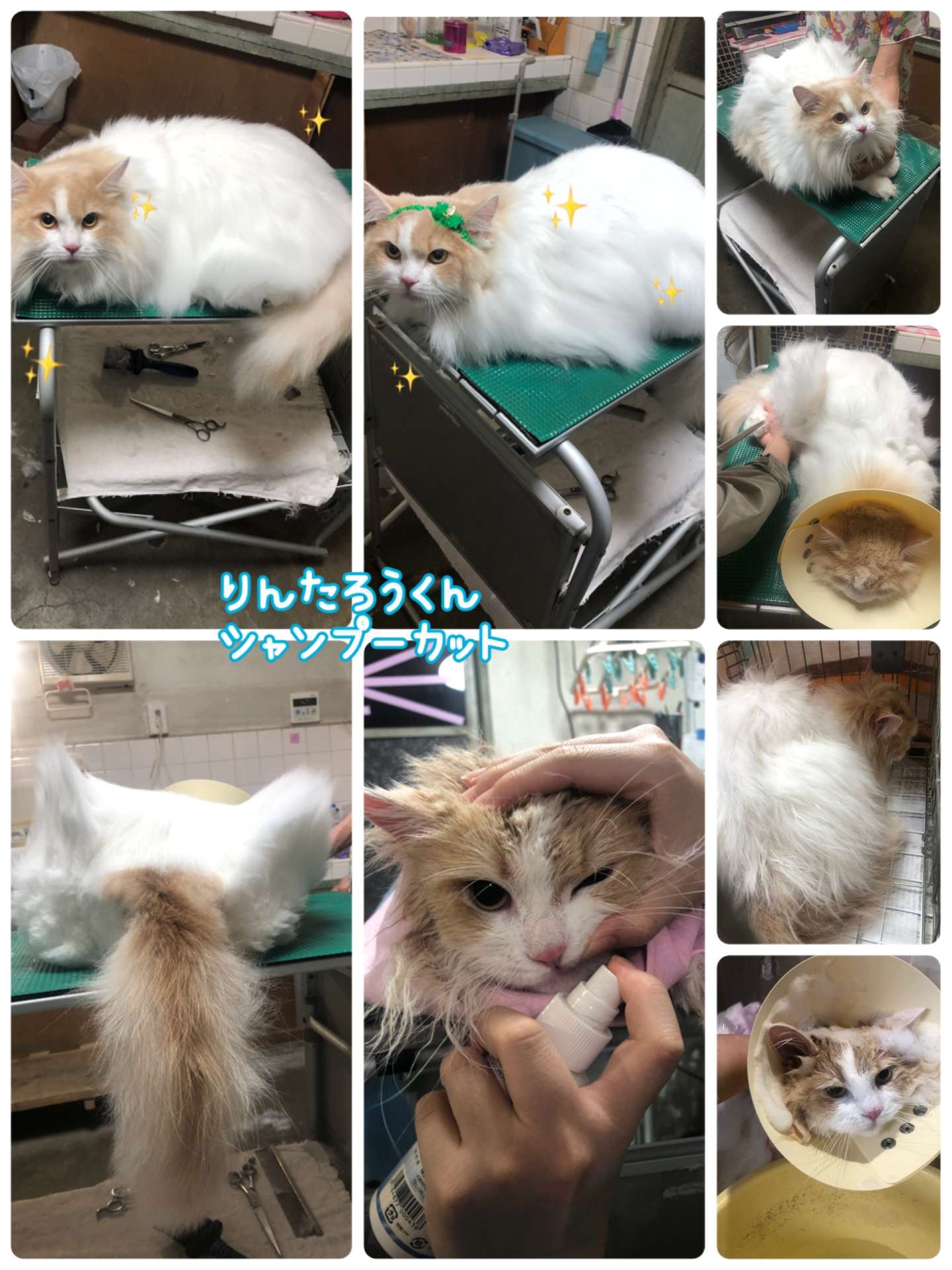 #猫　#りんたろうくん　 #シャンプーカット　