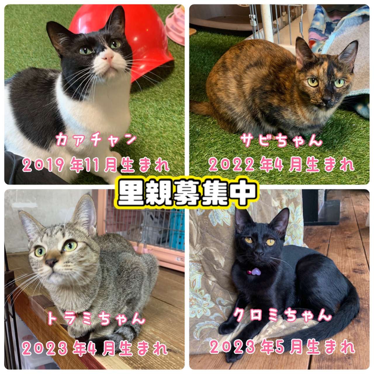 #里親募集中　#里親募集猫　#黒猫　#ハチワレ猫　#子猫