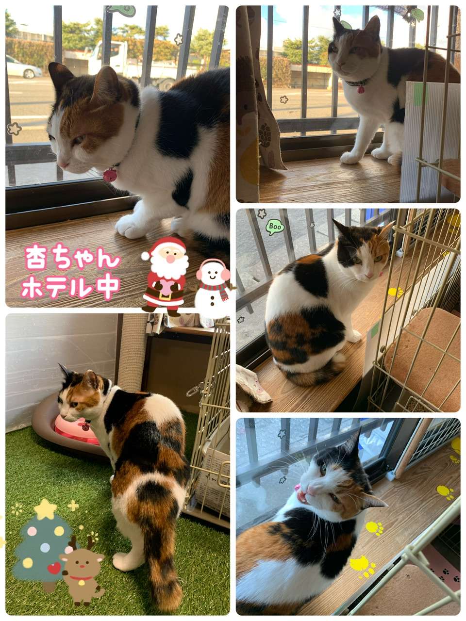#杏ちゃん  #猫ホテル　#三毛猫　