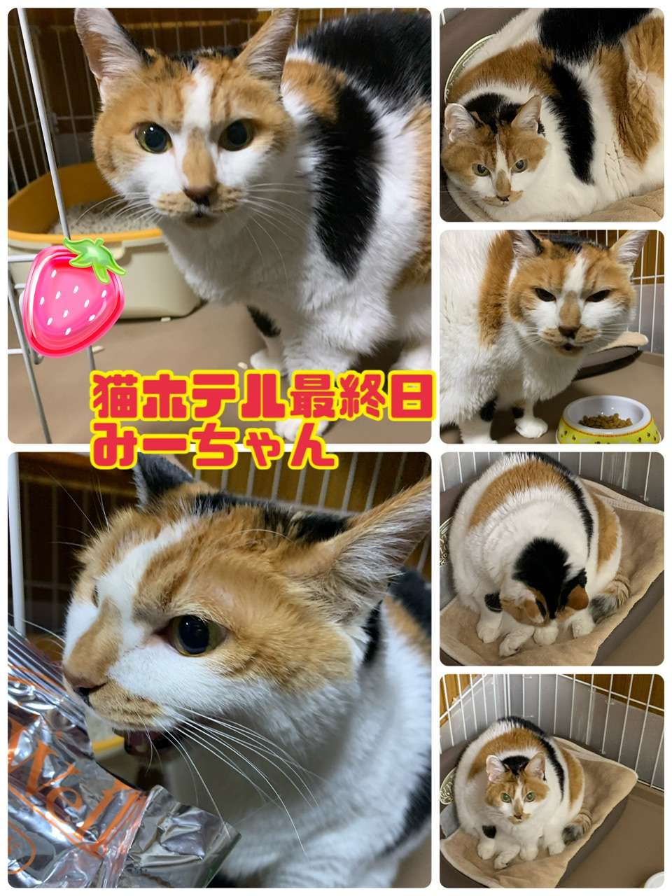 ＃猫ホテル＃三毛猫＃みーちゃん＃最終日