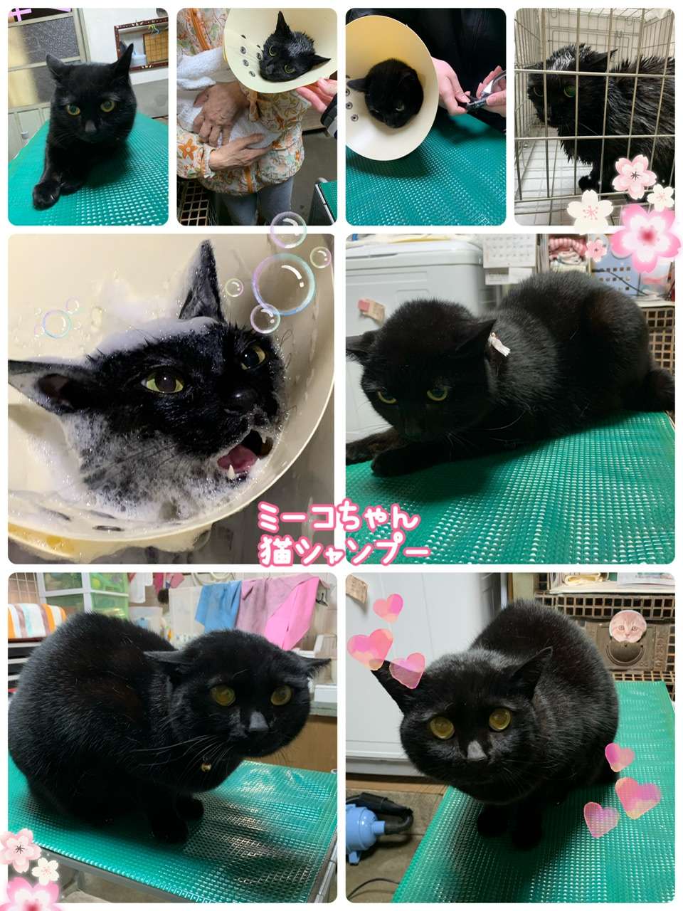 #ミーコちゃん　#猫シャンプー　#黒猫