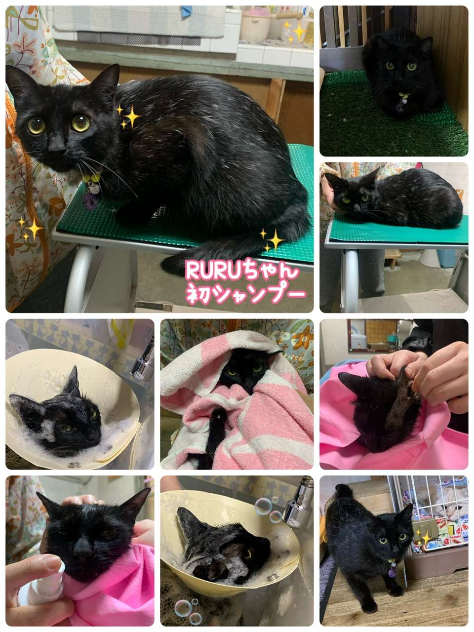 #Ruruちゃん　#初シャンプー　#黒猫　