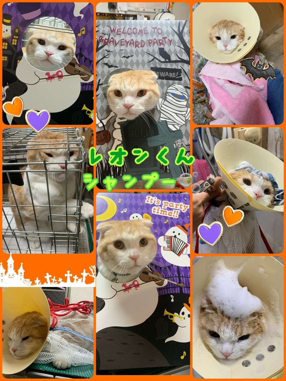 レオンくん　猫美容