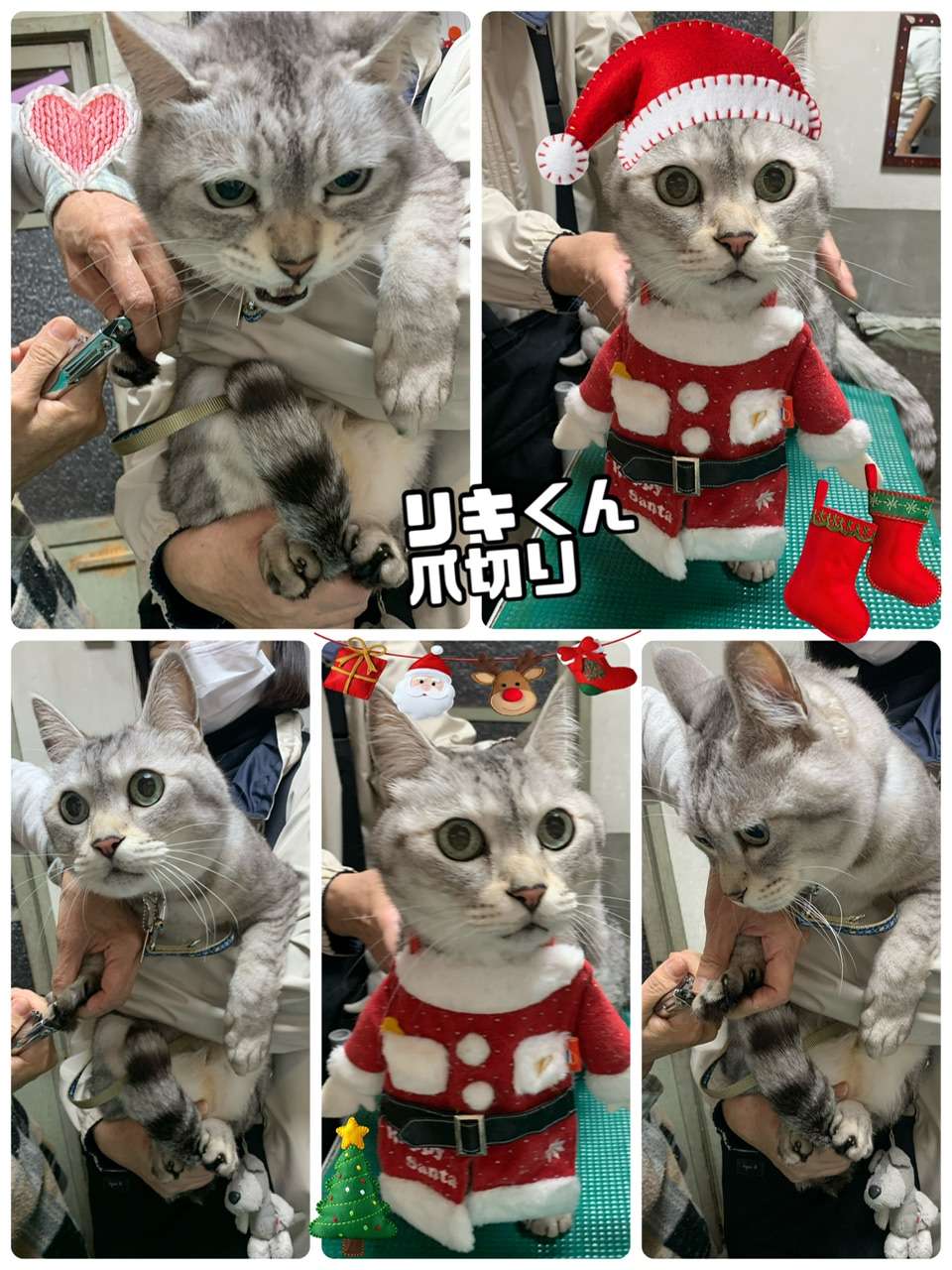 #リキくん　#ミニ美容　#猫爪切り　#ラルクくん　#チンチラ　#ハサミカット　#猫シャンプー　#猫美容