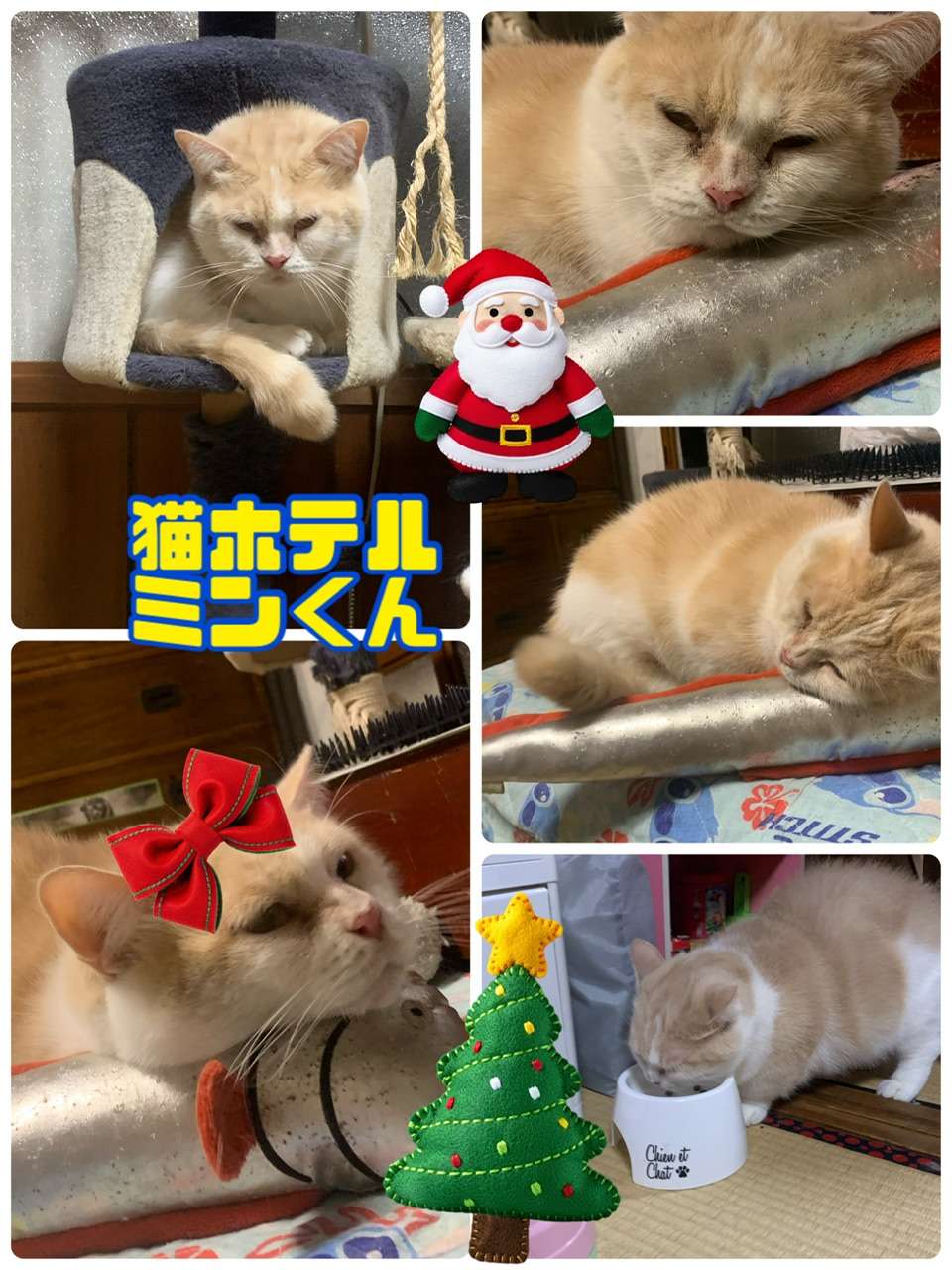 ＃猫ホテル＃マンチカン＃ミン君