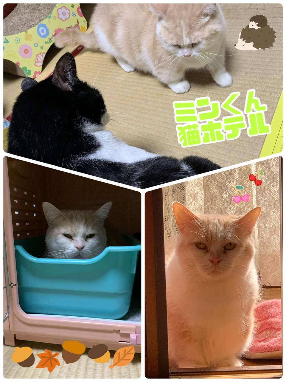 #ミンくん　#猫ホテル中　#マンチカン　#タイガくん　#スコティッシュホールド　#ひなたちゃん　#猫ホテル　#ハチワレ猫　