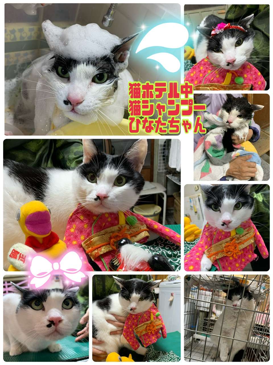 猫ホテル中猫シャンプーひなたちゃんみーこ里親出身