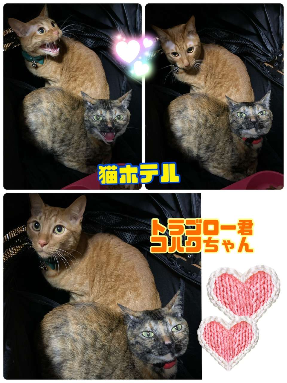 ＃猫ホテル＃コハクちゃん＆トラゴロー君・タイガ君・ミン君