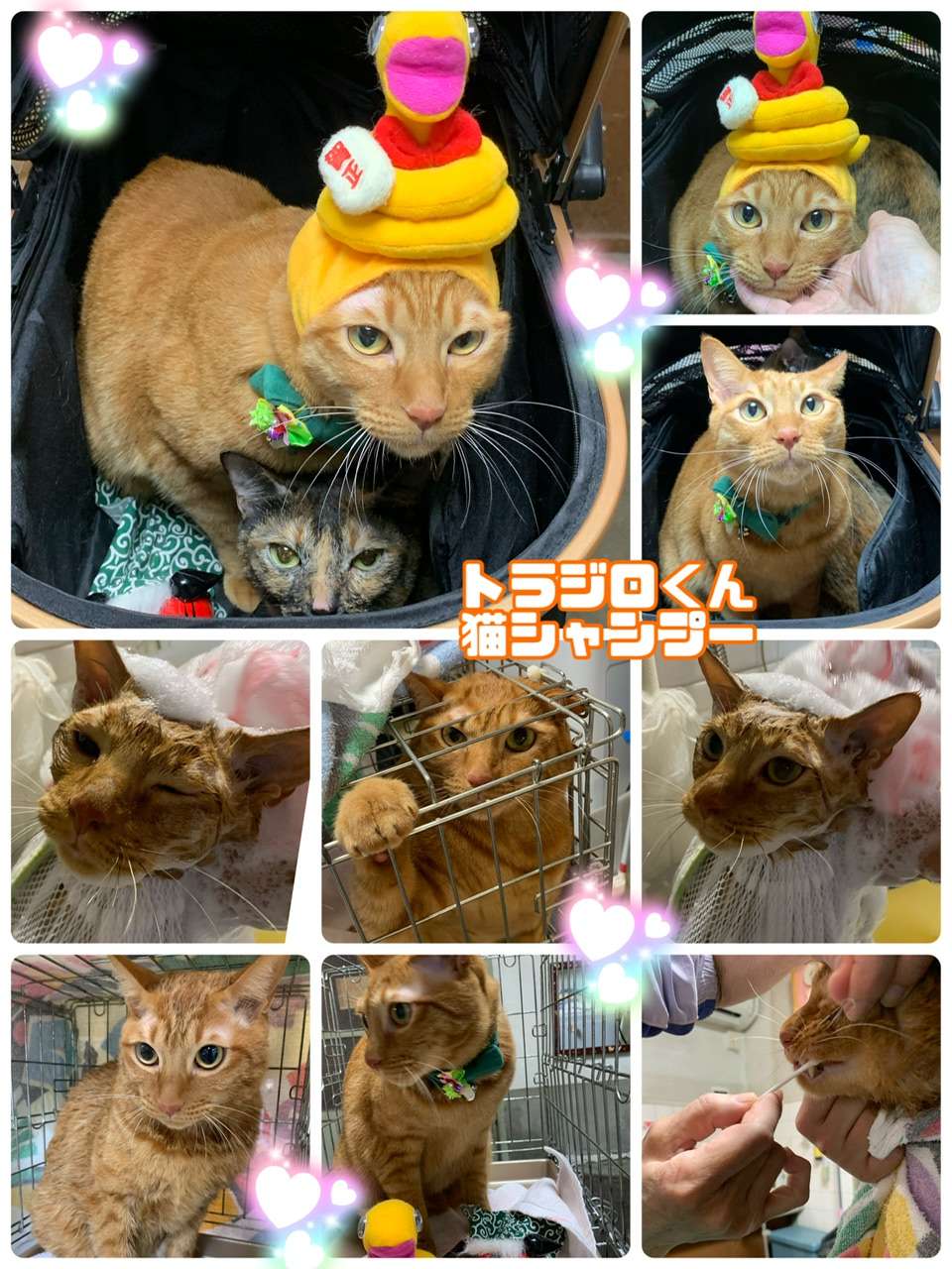 #こはくちゃん　とらごろうくん　#ホテル最終日　#猫美容　#猫シャンプー