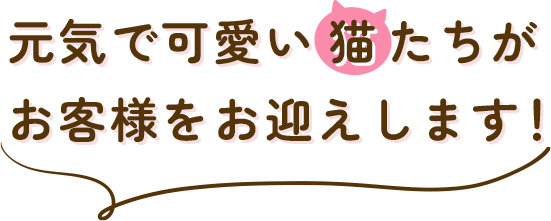 元気で可愛い猫たちがお客様をお迎えします!